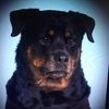rottie2009